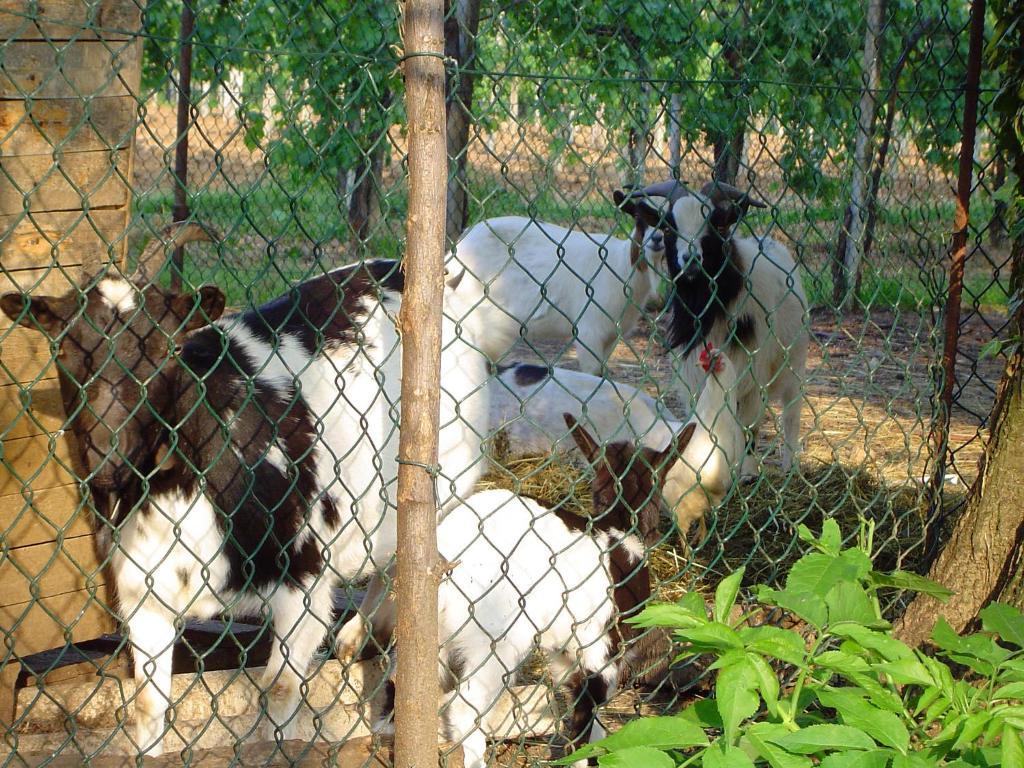 Sant'Andrea Agriturismo Con Cantina Martignago Vignaioli Asolo Prosecco Docg Wines Villa Maser Dış mekan fotoğraf