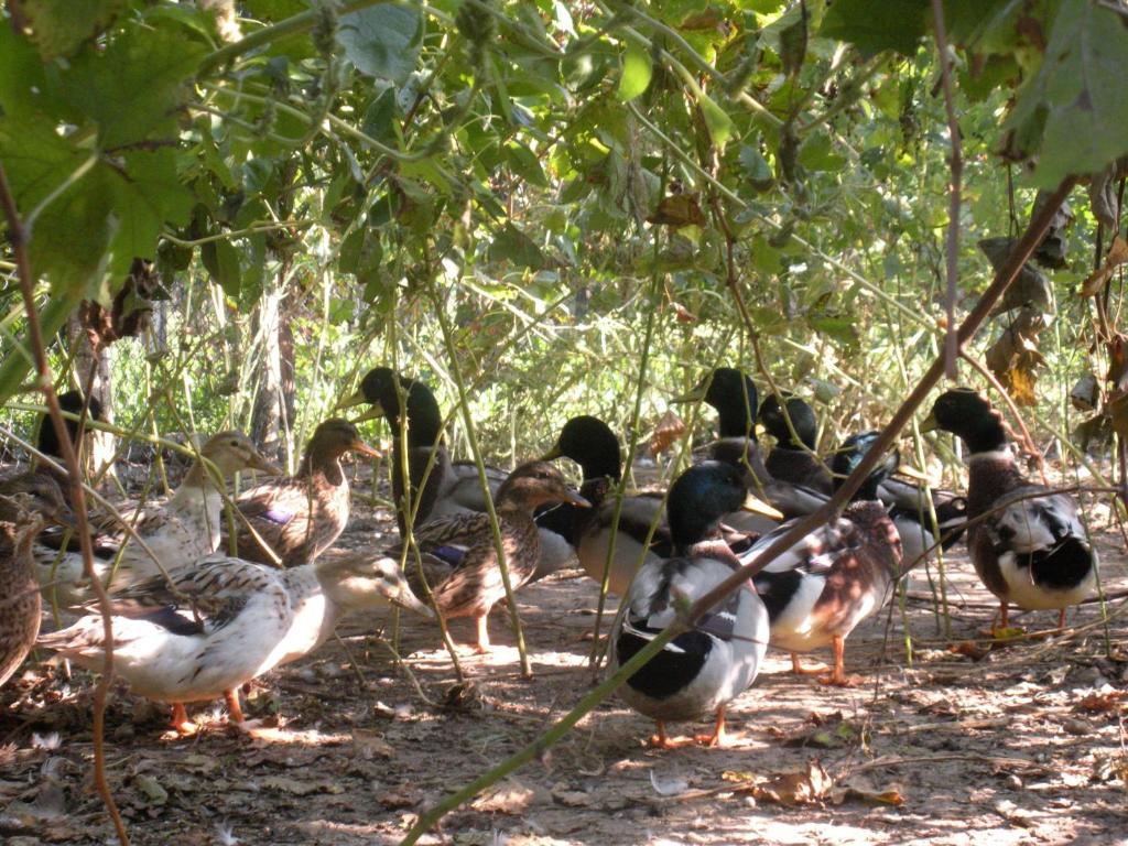 Sant'Andrea Agriturismo Con Cantina Martignago Vignaioli Asolo Prosecco Docg Wines Villa Maser Dış mekan fotoğraf