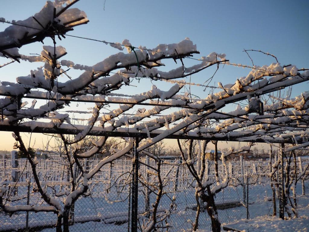Sant'Andrea Agriturismo Con Cantina Martignago Vignaioli Asolo Prosecco Docg Wines Maser Dış mekan fotoğraf