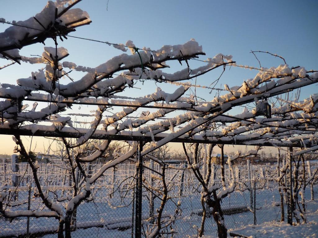 Sant'Andrea Agriturismo Con Cantina Martignago Vignaioli Asolo Prosecco Docg Wines Villa Maser Dış mekan fotoğraf