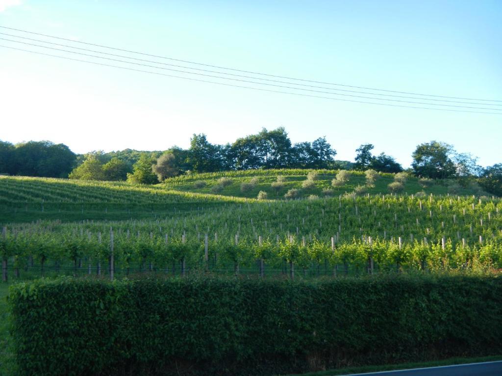 Sant'Andrea Agriturismo Con Cantina Martignago Vignaioli Asolo Prosecco Docg Wines Villa Maser Dış mekan fotoğraf